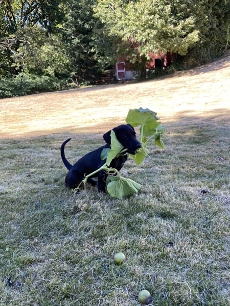 Eleanor, a black lab, holding a pumpkin stalk in her mouth