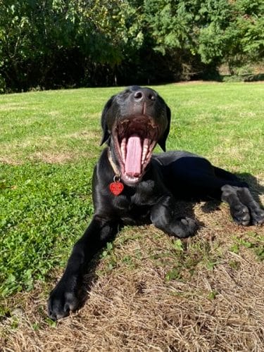 Eleanor, a black lab, yawning